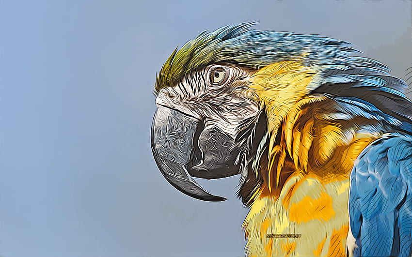 Ara blu e gialla, arte vettoriale, disegno ara blu e giallo, arte creativa, arte ara blu e gialla, disegno vettoriale, uccelli astratti, disegni di pappagalli, ara Sfondo HD