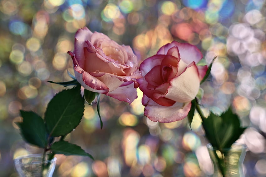 Pink Roses, Flowers, Roses, Water, Drops HD wallpaper