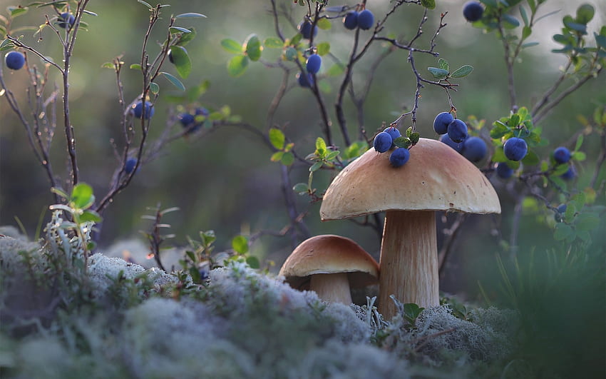 Mushrooms and Bilberries, bilberries, mushrooms, forest, moss HD wallpaper