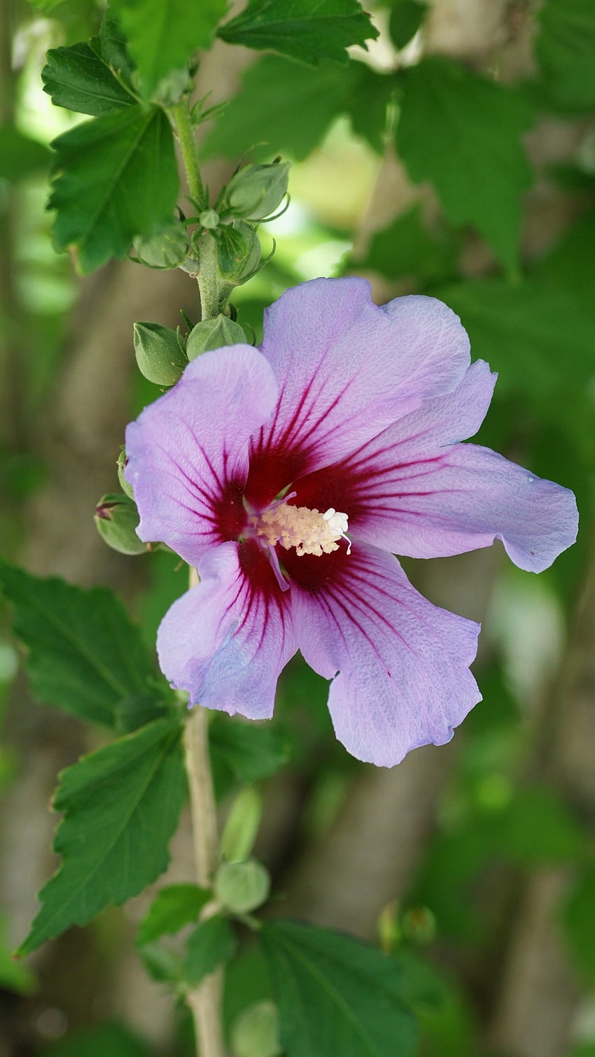 Hibiscus, Purple HD phone wallpaper | Pxfuel