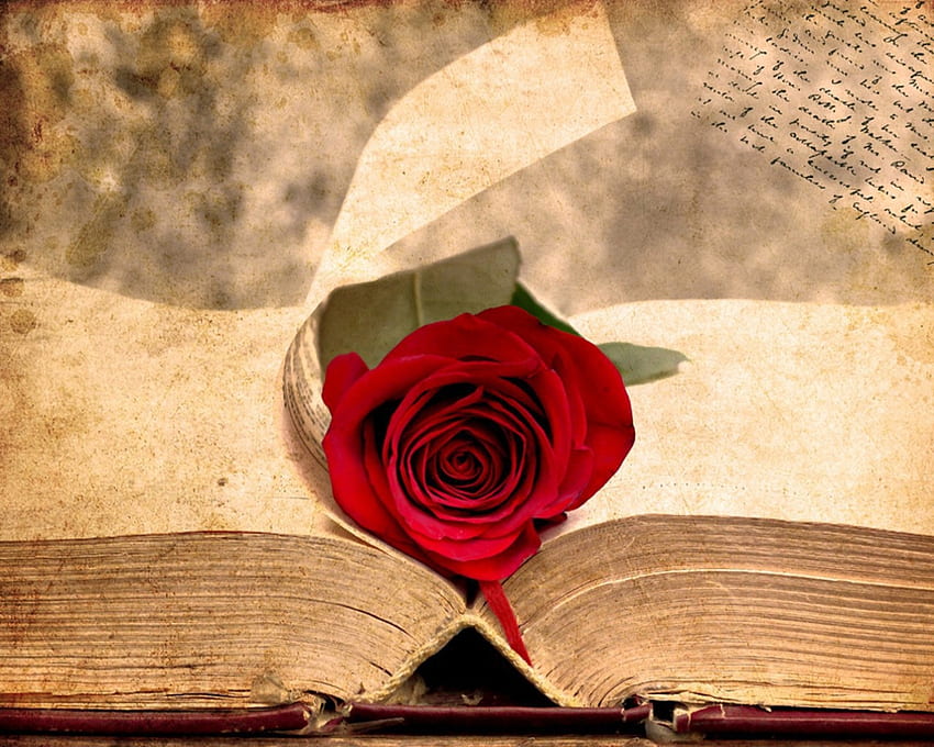 The rose on the ancient book, Ancient Books HD wallpaper