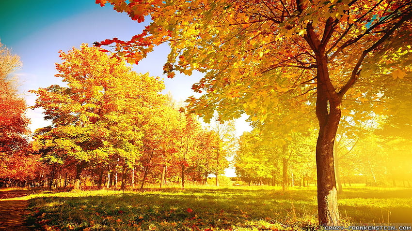 Autumn Trees - Seasonal, Yellow Tree HD wallpaper | Pxfuel