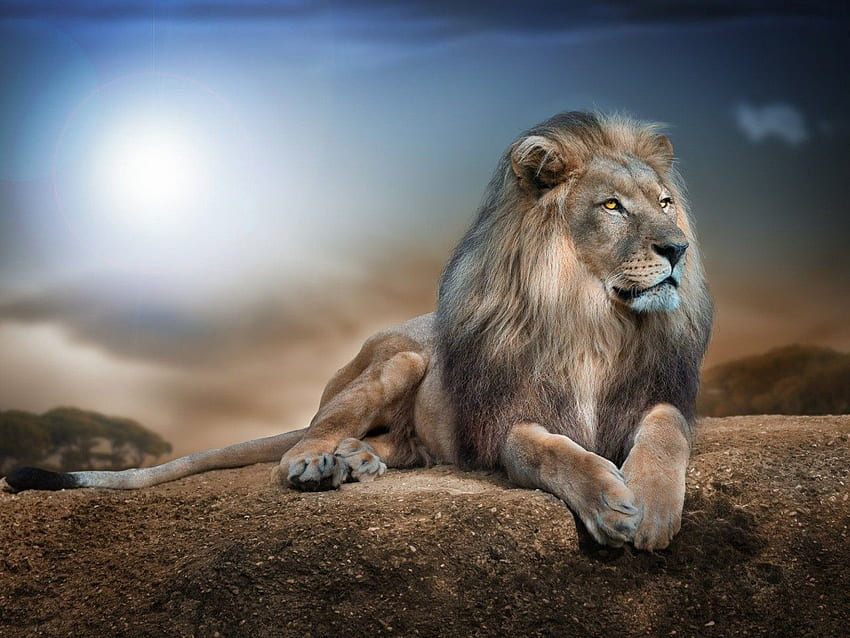 Male Lion, 1280X960 HD wallpaper