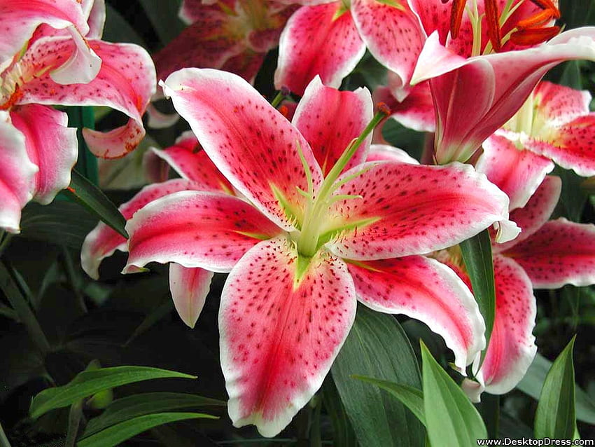 Flowers Background Tiger Lilies, Tiger Lily HD wallpaper | Pxfuel