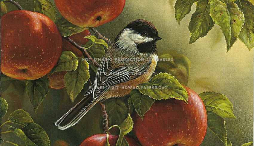 chickadee in the apple orchard f wildlife HD wallpaper