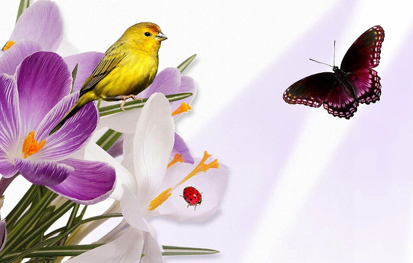 flores, collage, pájaro, mariposa, mariquita, Krokus para , sección рендеринг fondo de pantalla