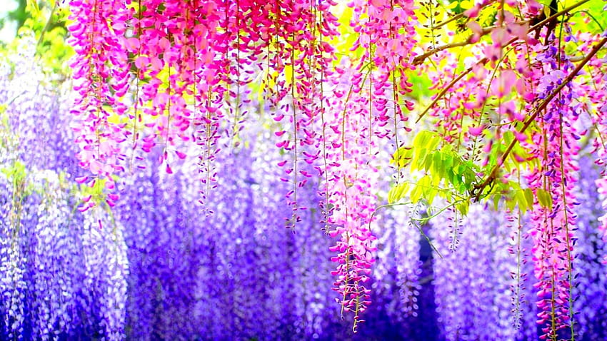 Colors of Nature, blue, purple, pink, white, yellow, green, nature, flowers HD wallpaper
