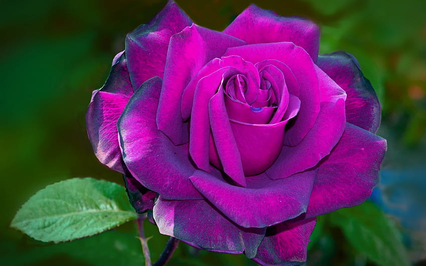 Nét đẹp đầy quyến rũ của hoa hồng tím, macro, bokeh và nụ hoa tím được tuyệt đẹp cảm nhận qua hình ảnh này. Dù đang hay không đang yêu, hãy thưởng thức vẻ đẹp tuyệt vời của những bông hoa hồng tím và những bông nụ tím mang đến nhiều cảm xúc khác nhau cho bạn.