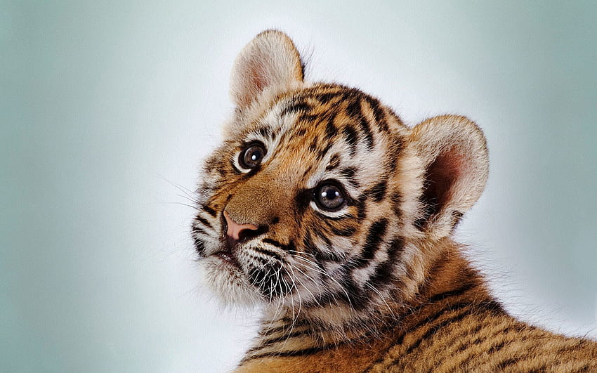 Animals, Young, Muzzle, Striped, Tiger, Kid, Tot, Joey, Tiger Cub HD wallpaper