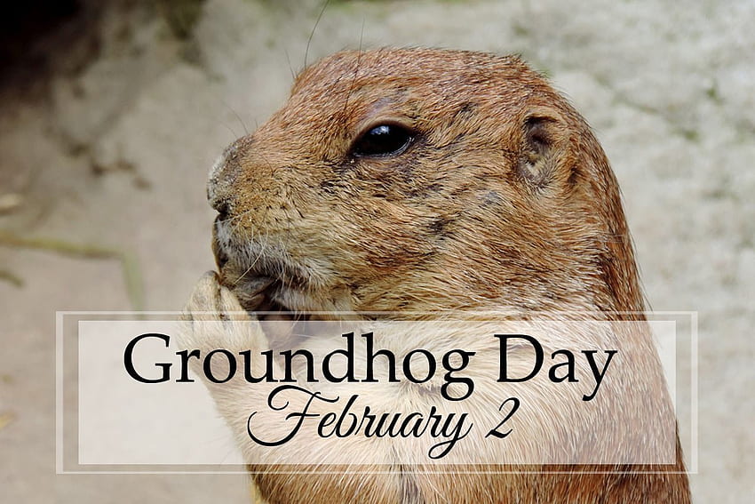 Groundhog Day: A Unit Study – DIY Homeschooler, Happy Groundhog Day HD wallpaper