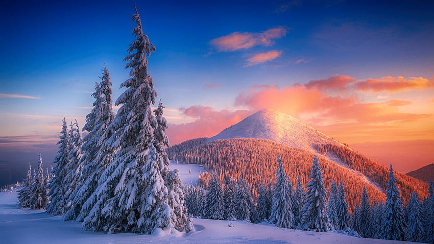 雪に覆われた松の木と山 1440P 解像度、2560X1440 雪 高画質の壁紙