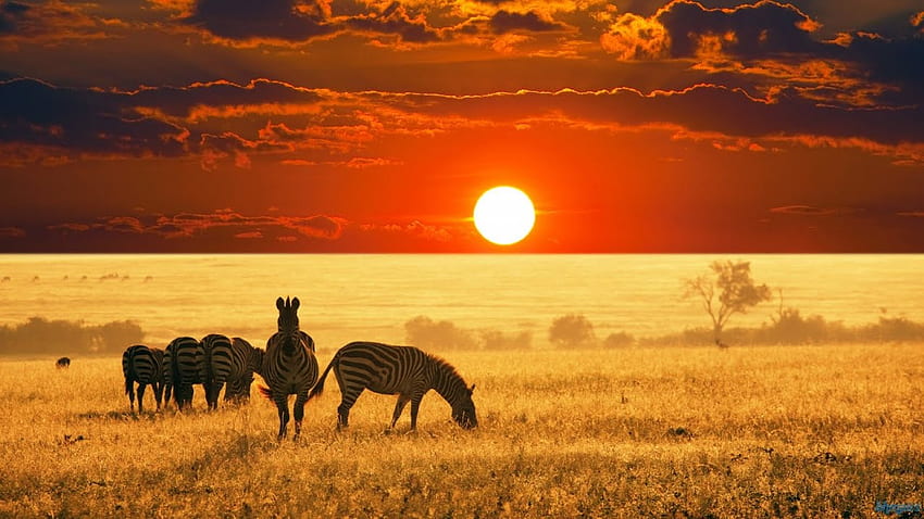 アフリカの美しさ。 風景と野生生物、南アフリカの風景 高画質の壁紙
