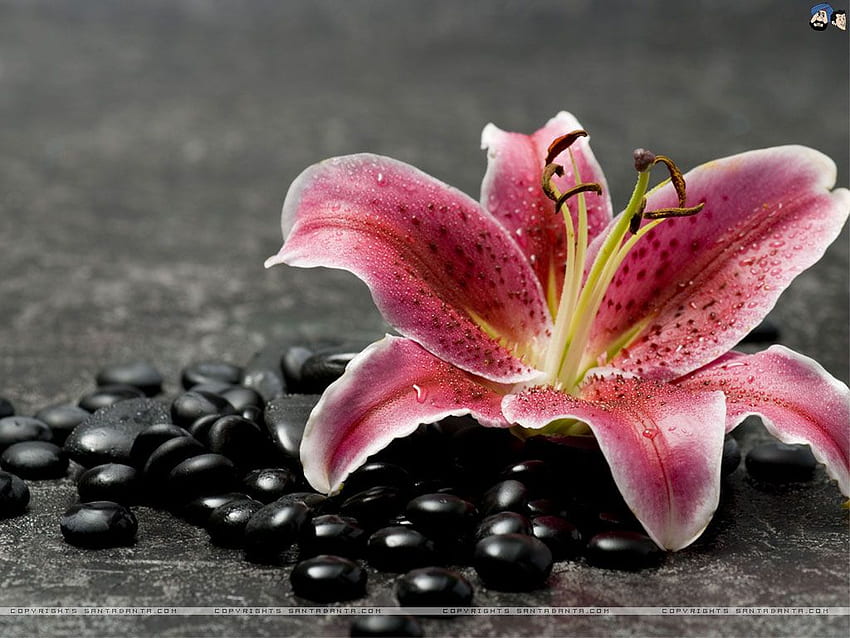 Lily . Lily , Lily Flower and Easter Lily, Red Lily HD wallpaper