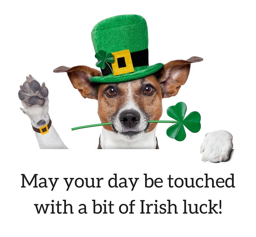 :), fantasy, clover, card, st patrick, paw, dog, white, day, green, funny, hat HD wallpaper