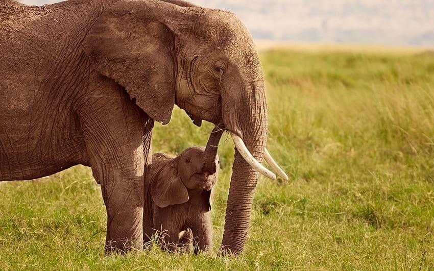 Grafika przedstawiająca matkę i dziecko, słoniątko Tapeta HD