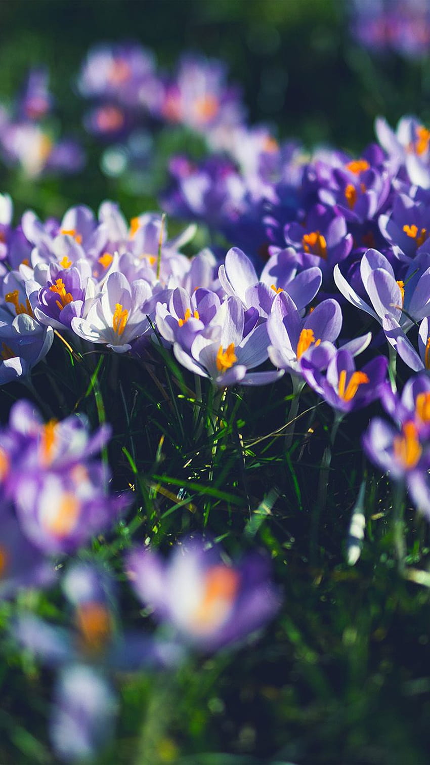 Flor Púrpura Primavera Naturaleza, Krokus fondo de pantalla del teléfono