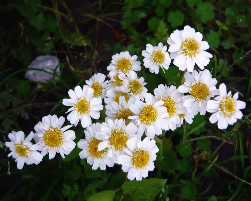 ไม้ดอกไม้ประดับ สวน สีขาว ไม้ดอกไม้ประดับ วอลล์เปเปอร์ HD