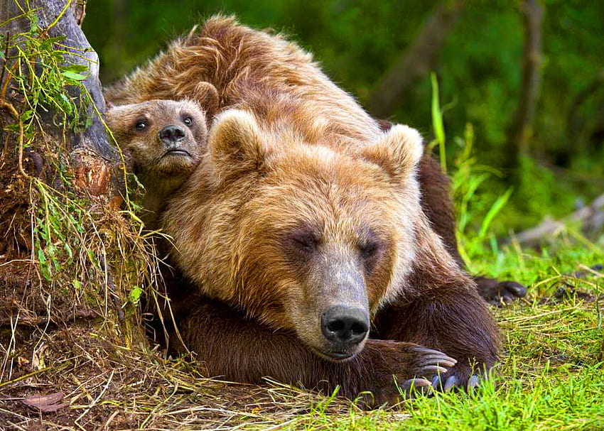 Memeluk, anak, hijau, pohon, rumput, ibu grizzly, hutan Wallpaper HD
