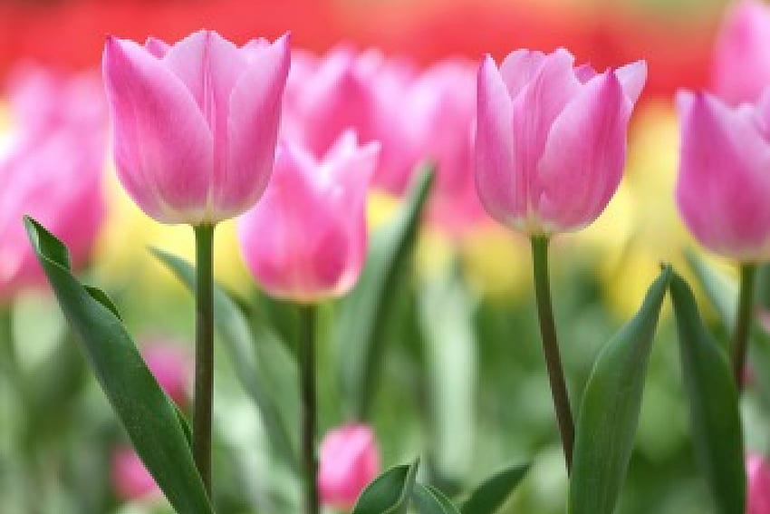 ฤดูใบไม้ผลิ ดอกทิวลิป สีชมพู ดอกไม้ ดอกทิวลิป ฤดูใบไม้ผลิ วอลล์เปเปอร์ HD