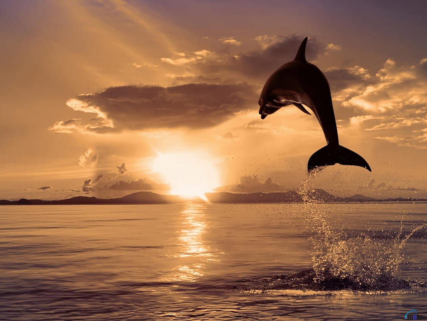Dolphin jumping at sunset, sea, water, dolphin, jumping HD wallpaper