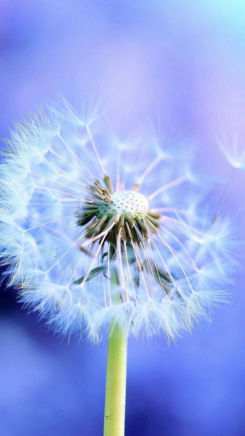 Pure Blowing Dandelion Blue Background iPhone 8 HD phone wallpaper