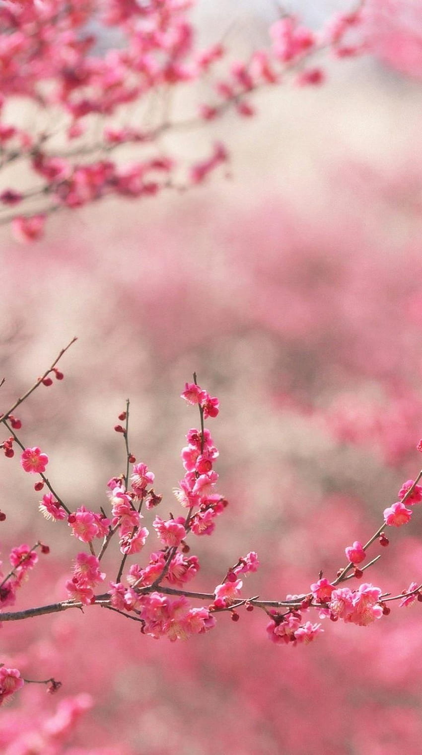 Landscape peach blossom. .sc iPhone6s HD phone wallpaper