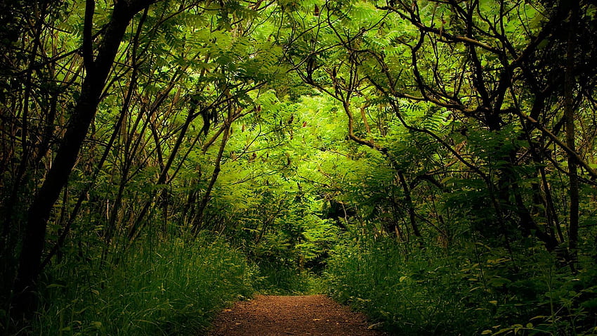 ธรรมชาติ, ป่า, เส้นทาง, เส้นทาง, ลู่วิ่ง, ป่า, ไม่รู้จัก, ความสับสน, ไวลด์ วอลล์เปเปอร์ HD