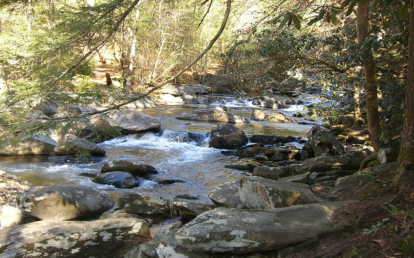 Holly Creek, trees, creek, nature, rocks HD wallpaper