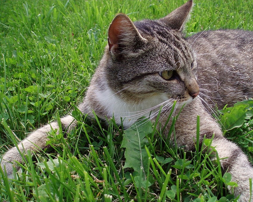Kucing Memeluk Tanah, hewan, kucing, rumput, tanah, pelukan Wallpaper HD