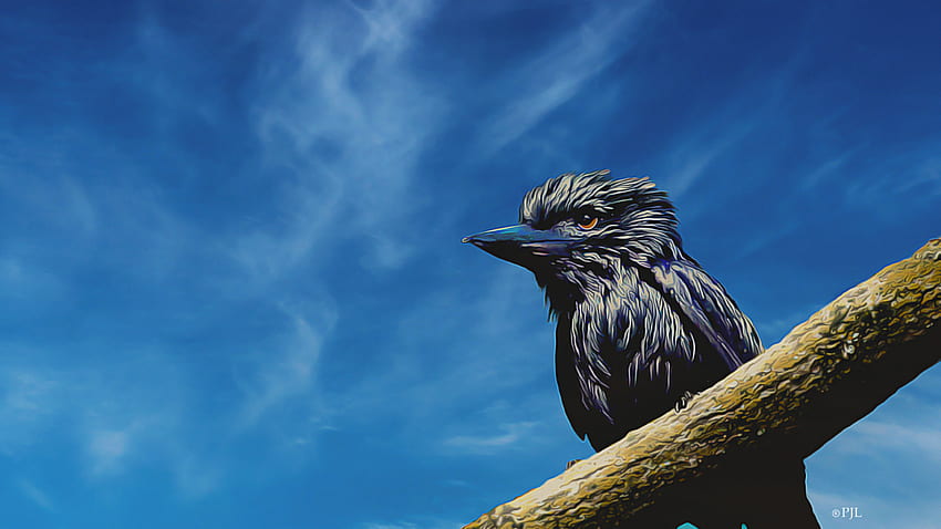 The Extremely Rare Black Kookaburra, Birds, Bird, Kookaburra, Rare Bird, Black Kookaburra, Sky, Flight HD wallpaper