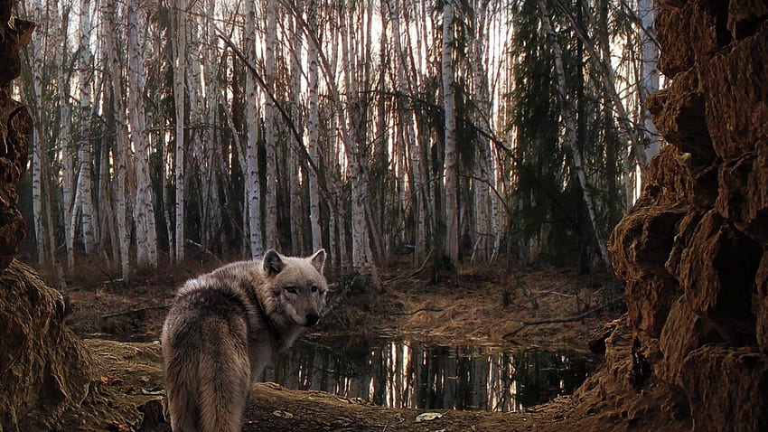 Tiere, Bäume, Wald, Wolf, Bedeckt, Hauptsächlich bewölkt HD-Hintergrundbild