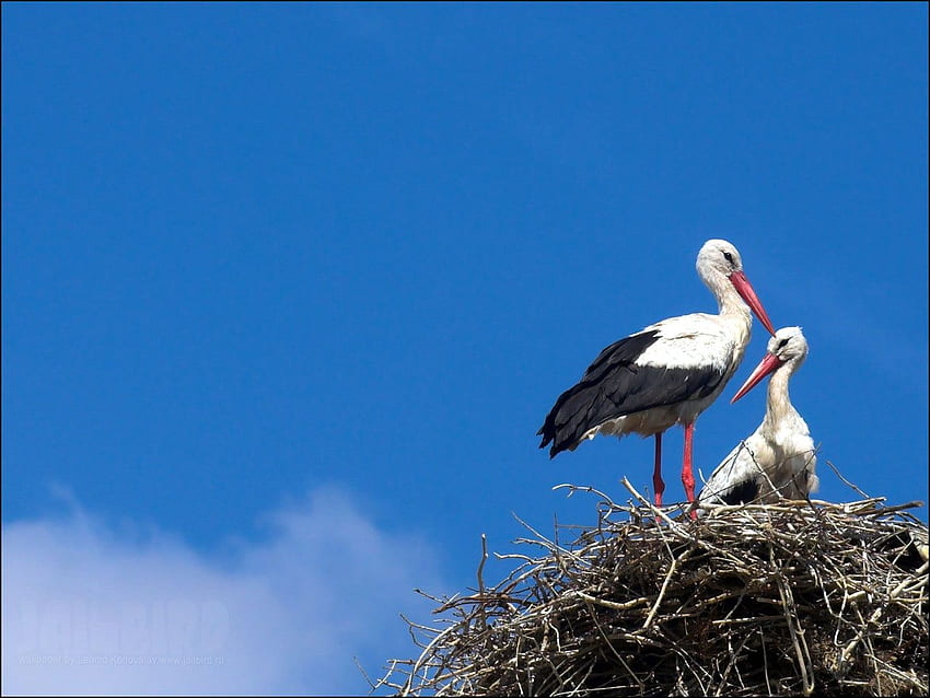 Stork . Stork , Bryan, Storks HD wallpaper
