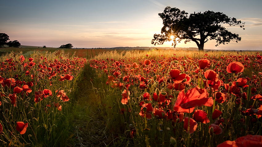 Bunga Poppy Umum Merah Bidang Pohon Sinar Matahari Alam Latar Belakang Langit Biru Wallpaper HD