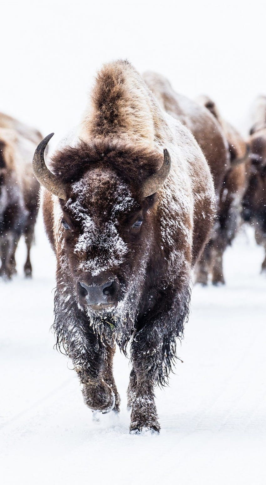 Bison Buffalo Group Herd Snow Walking Landscape Outdoors. Bison, White Buffalo HD phone wallpaper