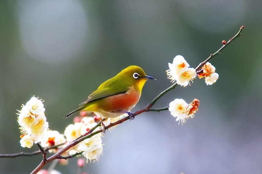pássaro, ramo, branco, flor, verde, pasare, primavera, laranja papel de parede HD