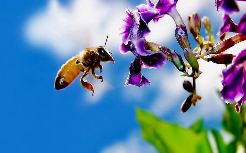 ดอกไม้ มาโคร เที่ยวบิน ผึ้ง การผสมเกสร วอลล์เปเปอร์ HD