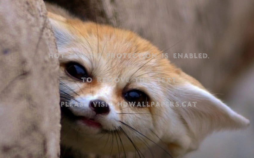 Fennec fox ears cute desert animals HD wallpaper | Pxfuel
