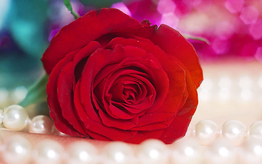 Elegant Red Rose Flower . Top Collection of different types of flowers in the HD wallpaper