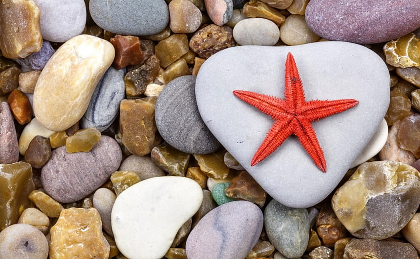 Starfish and stones, starfish, summer, white, red, stone, rock, beach HD wallpaper