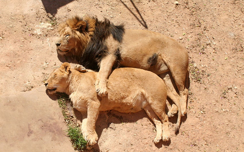 สัตว์ นอนลง โกหก สิงโต การผ่อนคลาย พักผ่อน สิงโต ครอบครัว นอนหลับ ฝัน ดูแล โอบกอด วอลล์เปเปอร์ HD