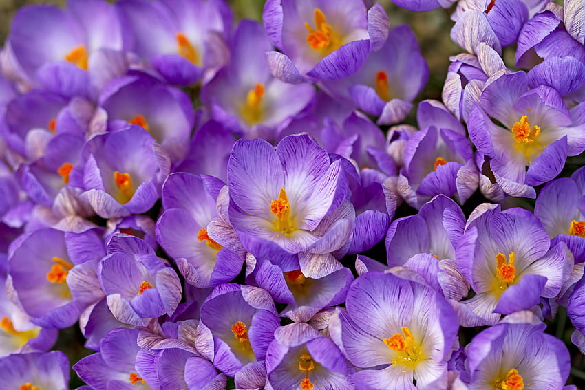 クロッカス、紫、肌、花、テクスチャ、春、オレンジ 高画質の壁紙