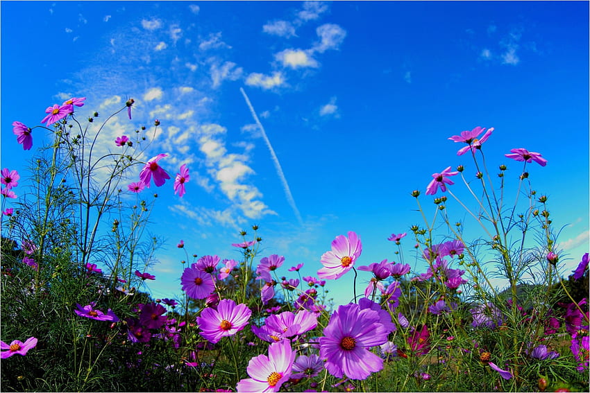 Natur-Sommer-Feld-wilde Blumen-Blume. Blume, Kosmospflanze, Blumenfeld HD-Hintergrundbild