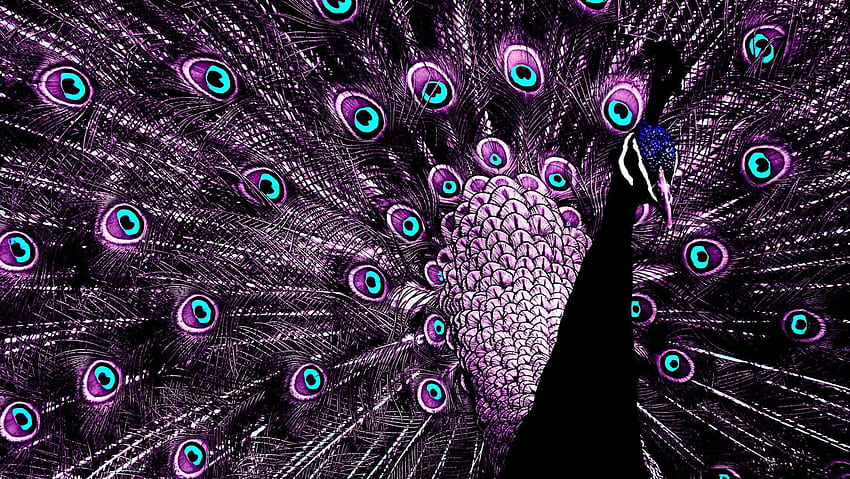 (2285×1288). Peacock . Peacock, Peacock Bird Design HD wallpaper