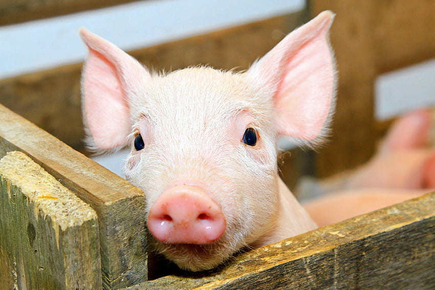 Adorable Baby Pigs JPG, PNG, GIF, RAW, TIFF, PSD, PDF and Watch Online HD wallpaper