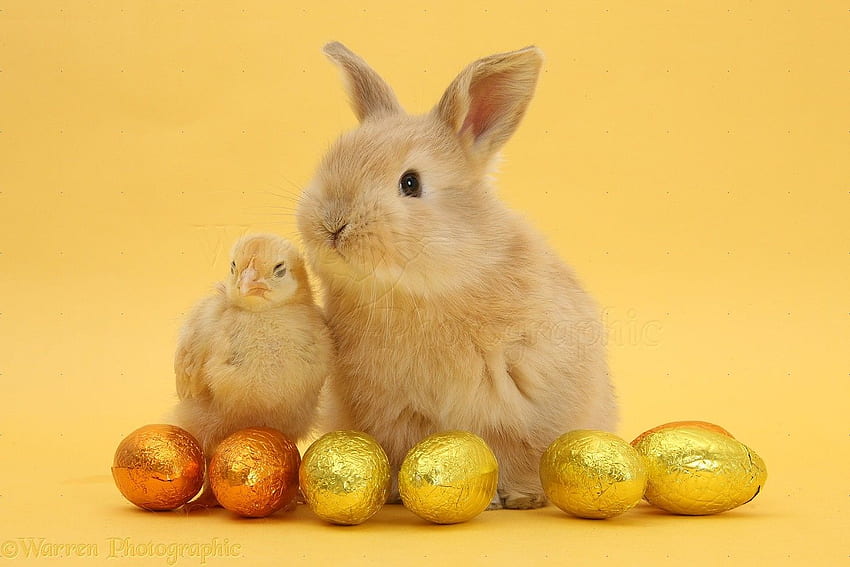 Wp33857 Sandy Baby Rabbit And Yellow Bantam Chick With, Baby Easter Bunny HD wallpaper