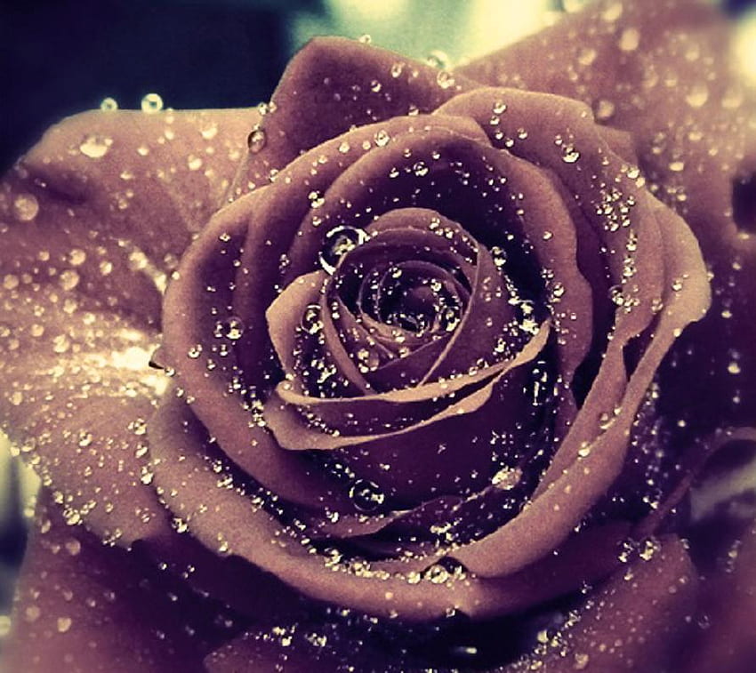 Rose séchée, délicate, rose, marron, jolie, nature, fleurs, belle, agréable Fond d'écran HD