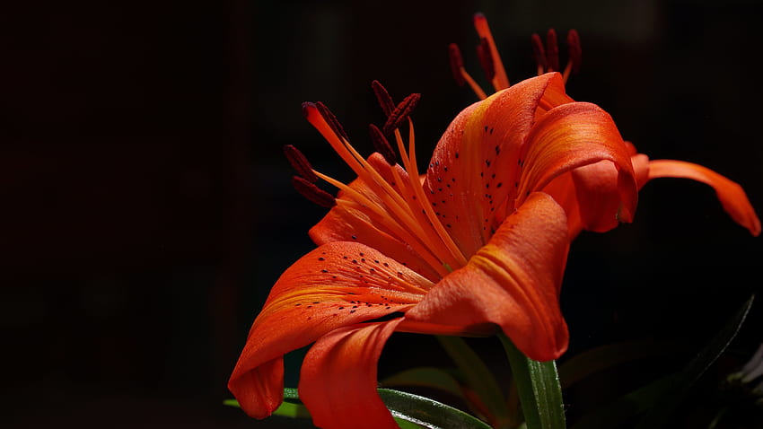 Tiger Lily HD wallpaper | Pxfuel