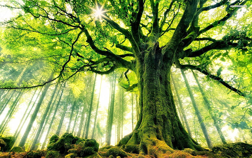 Mächtiger Riesenbaum. Riesiger Baum, Baum, Baum, mystischer Baum HD-Hintergrundbild