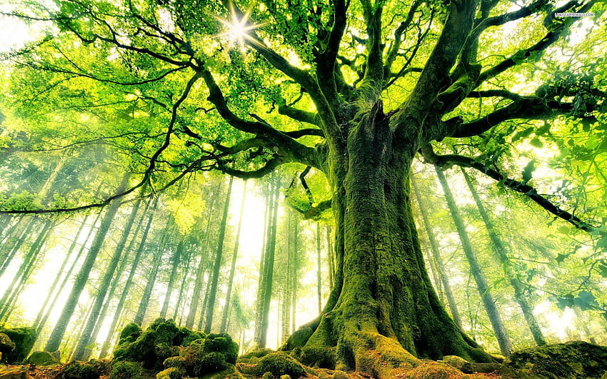 Mystical Tree Wallpapers - Top Free Mystical Tree Backgrounds