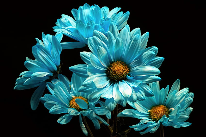 Blue Daisies, Blue Daisy HD wallpaper